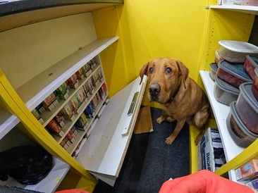 Cooper the sniffer dog with items in a concealed cupboard