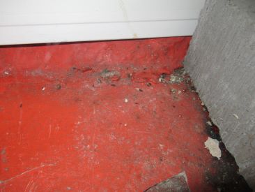 Mouse droppings on floor