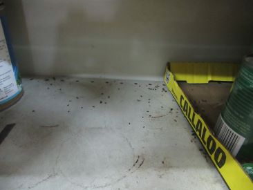 Mouse droppings on shelving