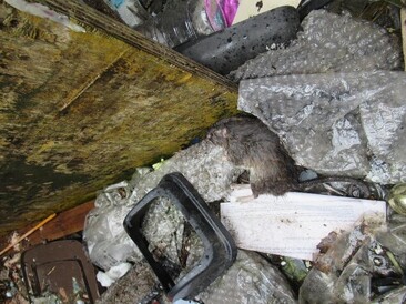 Dead rat found in kitchen rubbish